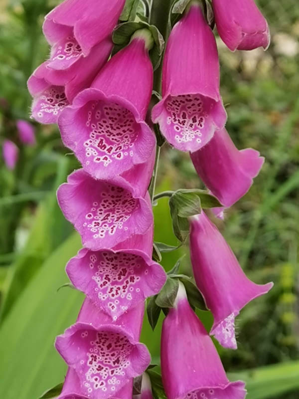 Digitalis purpurea
